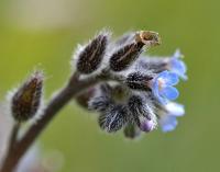 Myosotis discolor