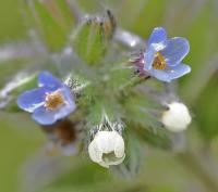 Myosotis discolor