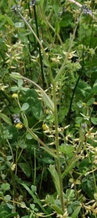 Myosotis discolor