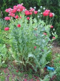 Papaver somniferum