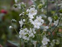 Omphalodes linifolia