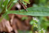 Cynoglossum germanicum