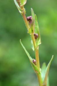 Cynoglossum germanicum