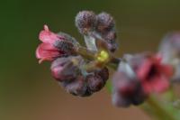 Cynoglossum germanicum