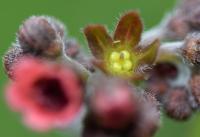 Cynoglossum germanicum