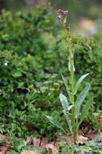 Cynoglossum germanicum