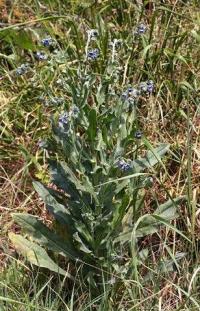 Cynoglossum creticum