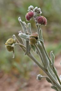 Cynoglossum cheirifolium