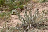 Cynoglossum cheirifolium