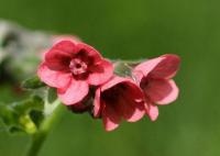 Cynoglossum dioscoridis