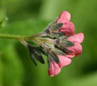 Cynoglossum dioscoridis