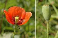 Papaver dubium