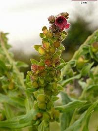 Cynoglossum officinale