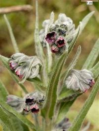 Cynoglossum officinale