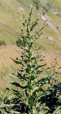 Cynoglossum officinale