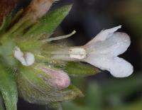 Lithospermum arvense