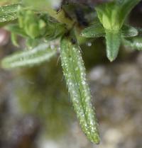 Lithospermum arvense