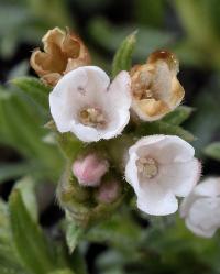 Lithospermum arvense