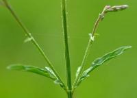 Verbena officinalis