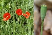 Papaver dubium