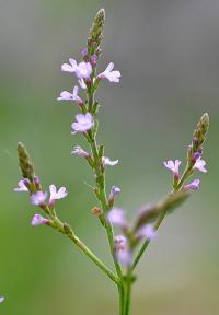 Verbena officinalis