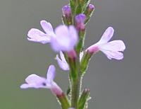 Verbena officinalis