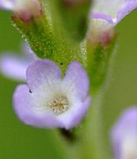 Verbena officinalis