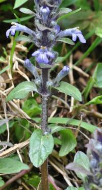 Ajuga reptans