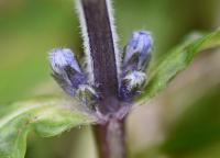 Ajuga reptans