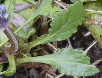 Ajuga reptans