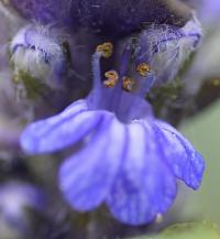 Ajuga reptans