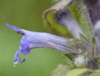 Ajuga reptans