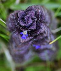 Ajuga pyramidalis