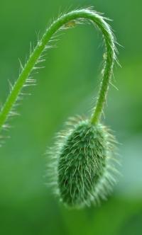 Papaver rhoeas