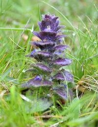 Ajuga pyramidalis