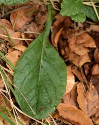 Ajuga pyramidalis