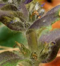 Ajuga pyramidalis