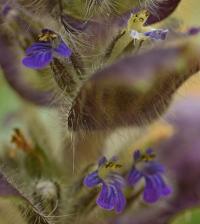 Ajuga pyramidalis