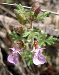 Teucrium botrys