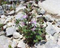 Teucrium botrys