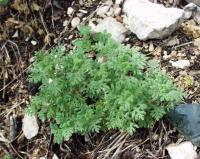 Teucrium botrys