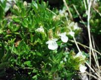 Teucrium montanum