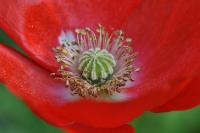 Papaver rhoeas