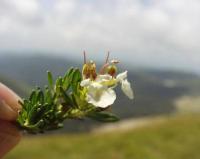 Teucrium montanum