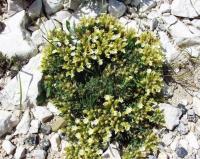 Teucrium montanum