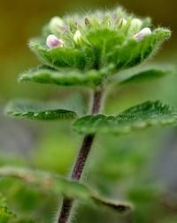 Teucrium pyrenaicum subsp. pyrenaicum