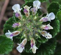 Teucrium pyrenaicum subsp. pyrenaicum