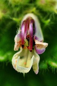 Teucrium pyrenaicum subsp. pyrenaicum