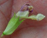 Teucrium pyrenaicum subsp. pyrenaicum