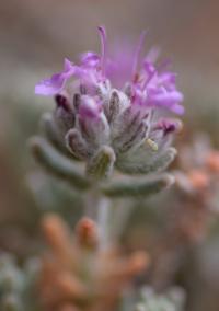 Teucrium gnaphalodes (T. grupo pollium)